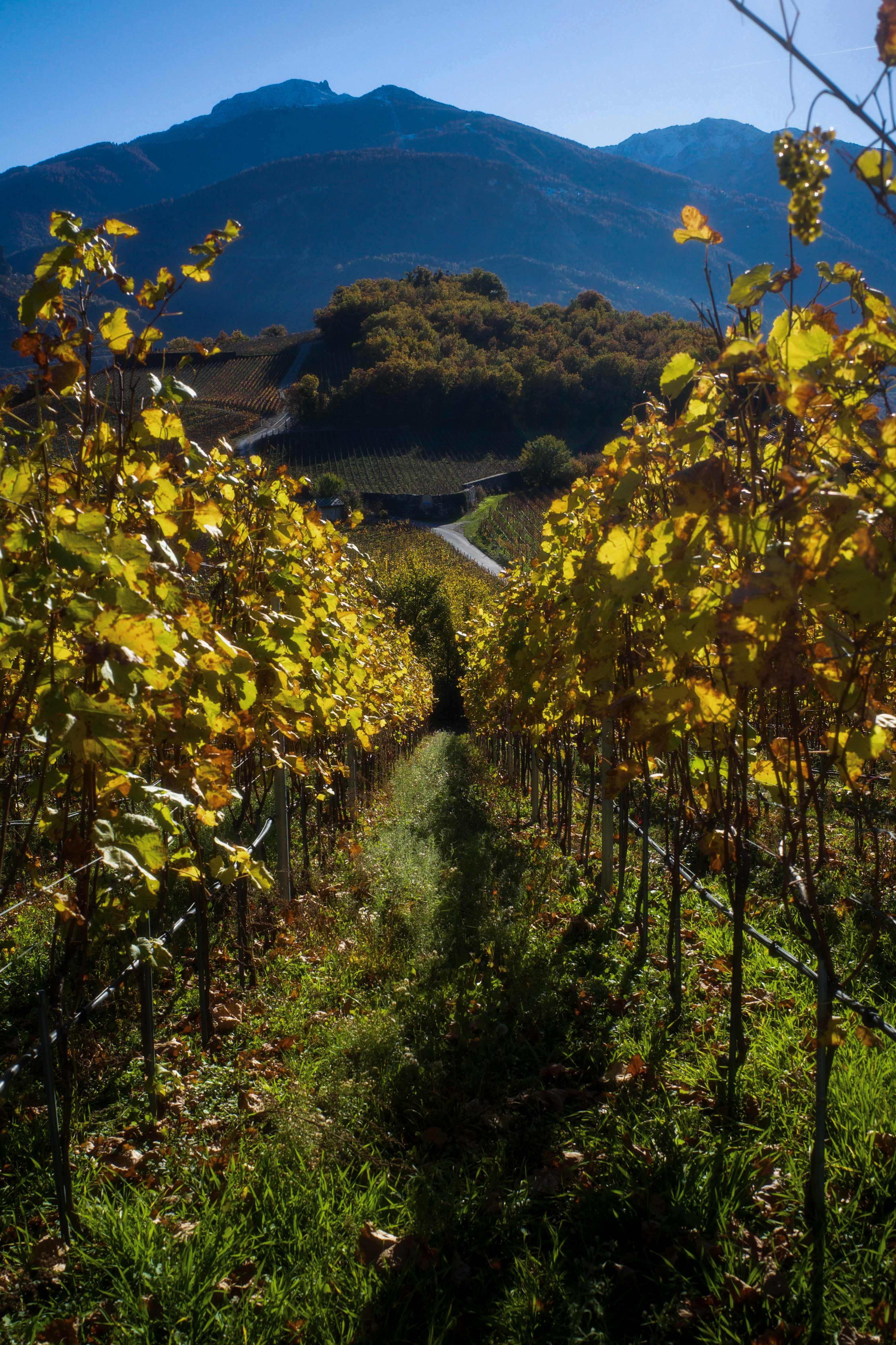 Color vineyard landscape, autumn leaves, mountains