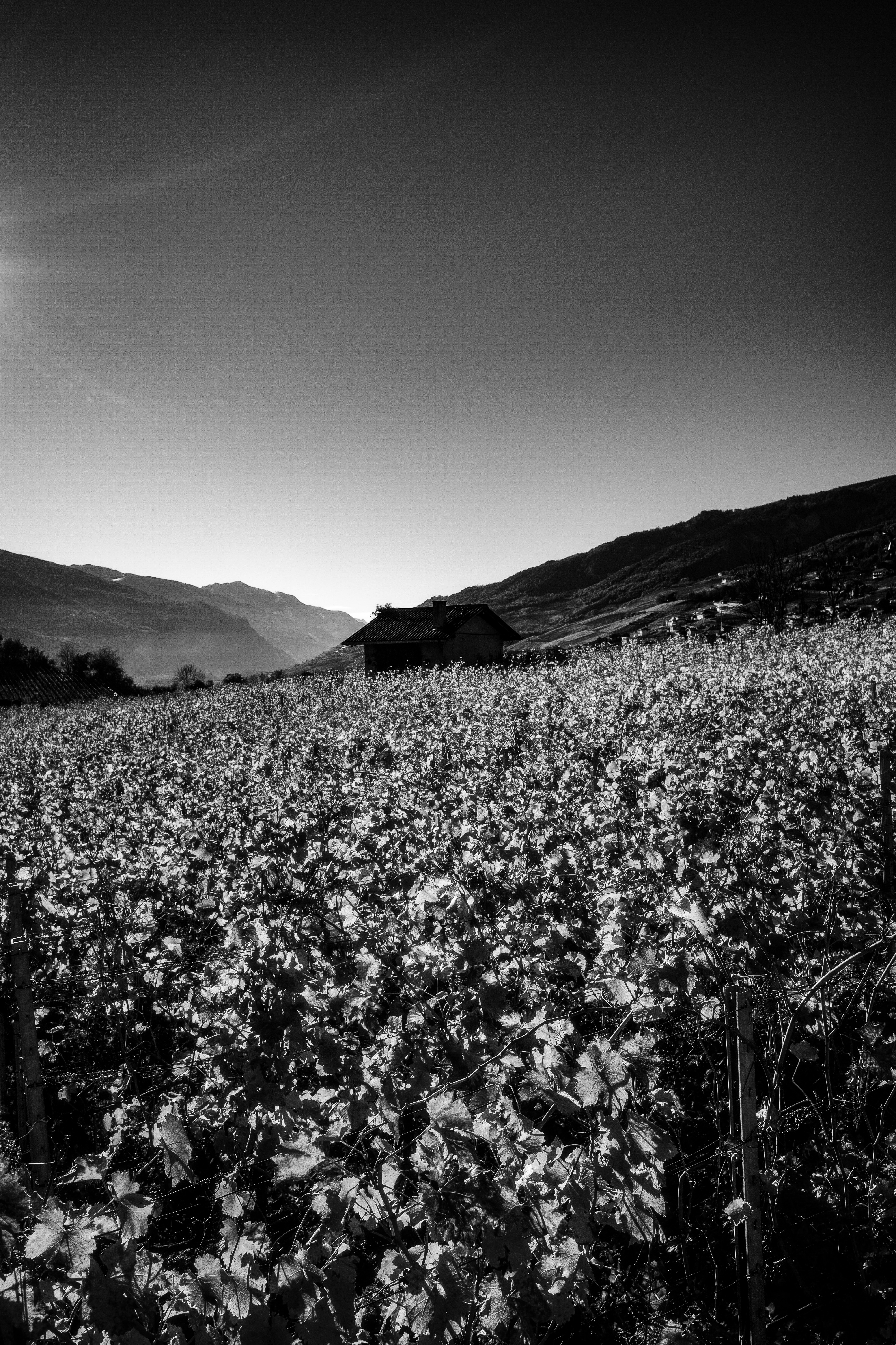 Black and white vineyard landscape with farmhouse